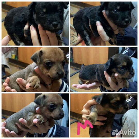 Той терьер миник