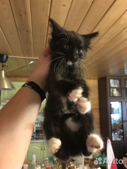 Котята в добрые руки бесплатно коты