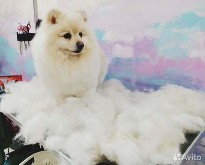 Стрижка, мытьё, сушка, груминг, зоосалон