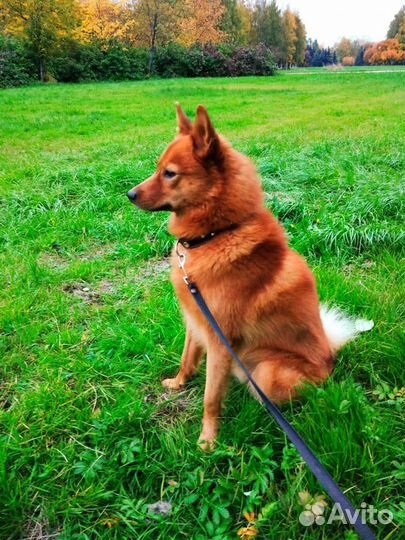 Вязка кобеля