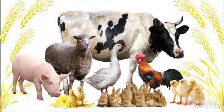 Мясокостная мука Оптом и в Розницу