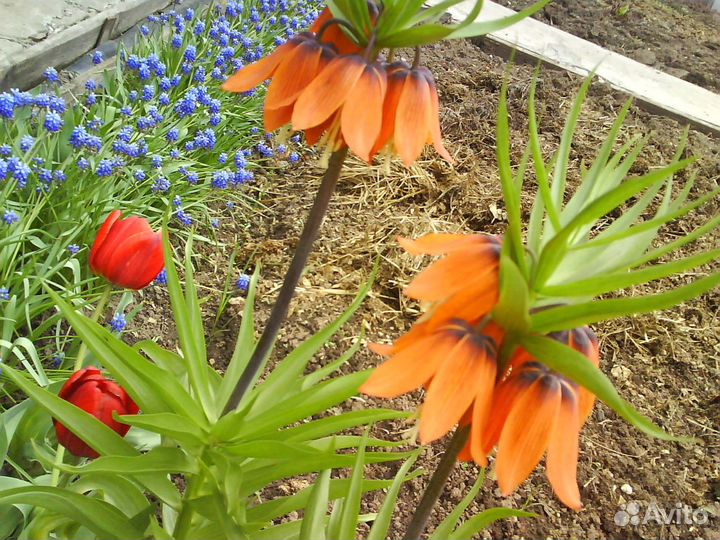 Рябчик императорский