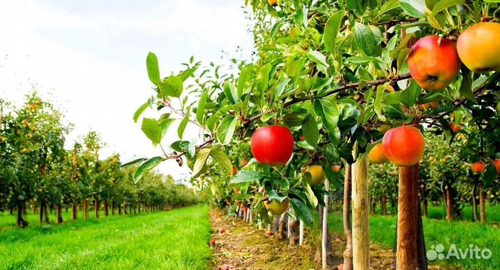 Сборка яблок с проживанием