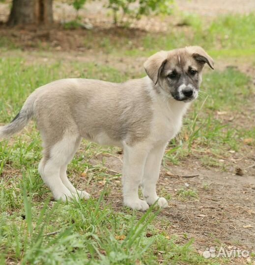 Щенок в добрые руки бесплатно