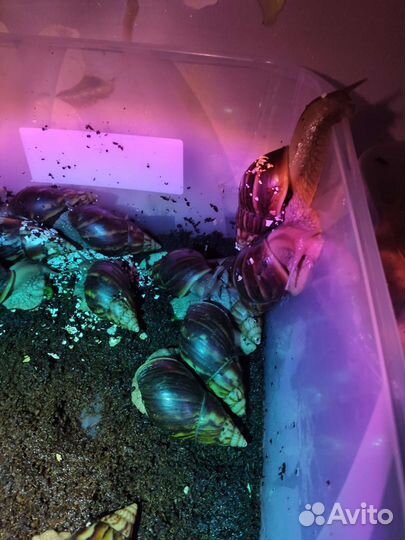 Улитки ахатины