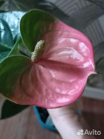 Антуриум Пандола(23г)