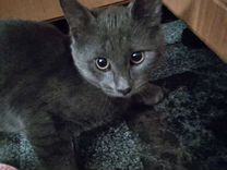 Русская голубая кошка котенок
