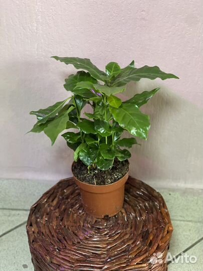 Кофе арабика