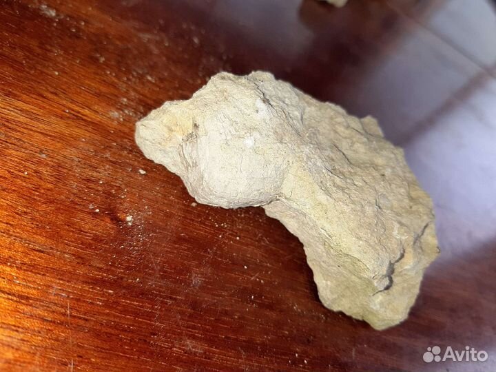 Окаменелости