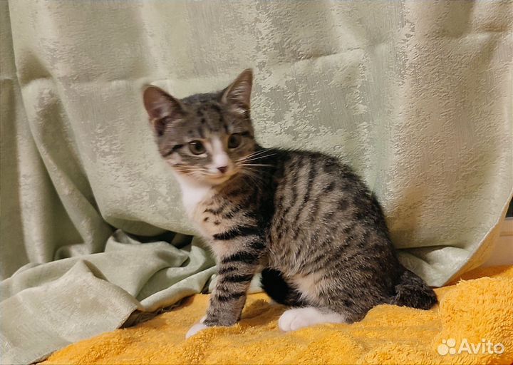 Котëнок девочка в дар