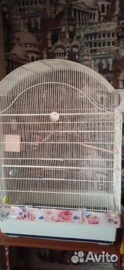 Пара волнистых попугаев с клеткой