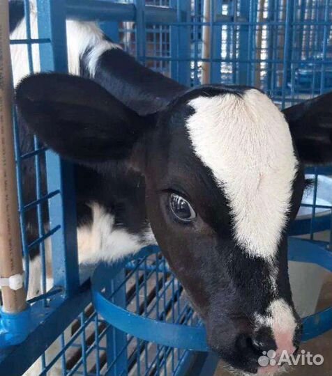 Бычки и телки