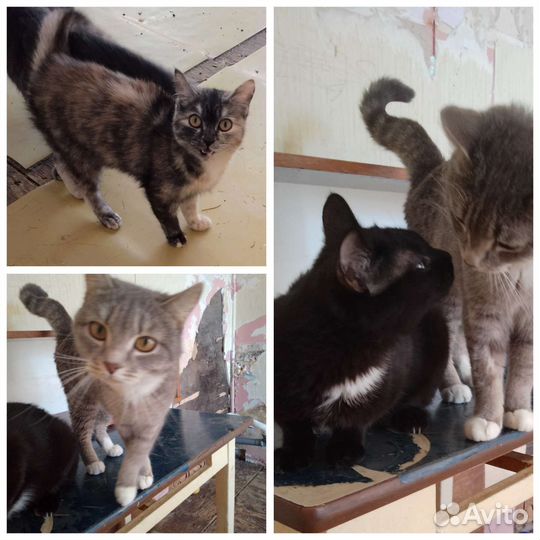 Кошки бесплатно