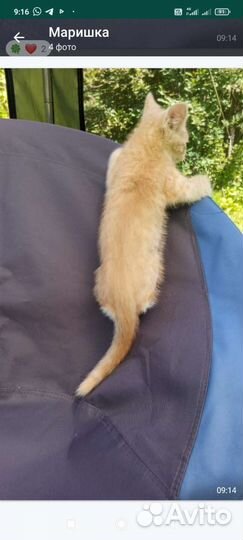 Персик в добрые руки