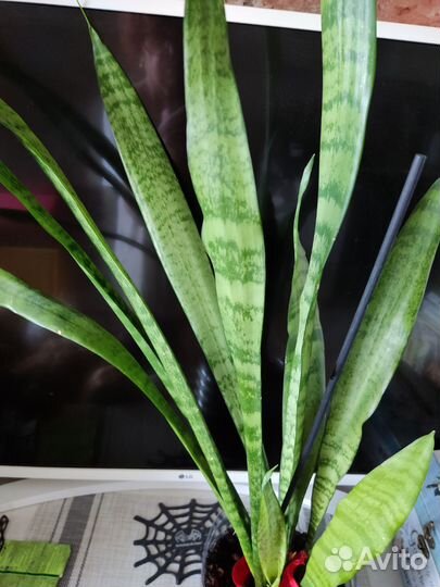 Сансевиерия щучий хвост