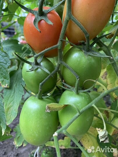 Рассада томатов более 20 сортов