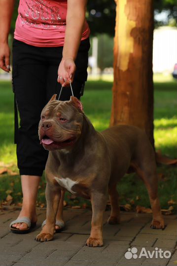 Американский Булли вязка