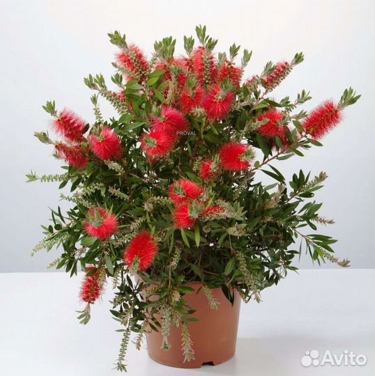 Калистемон