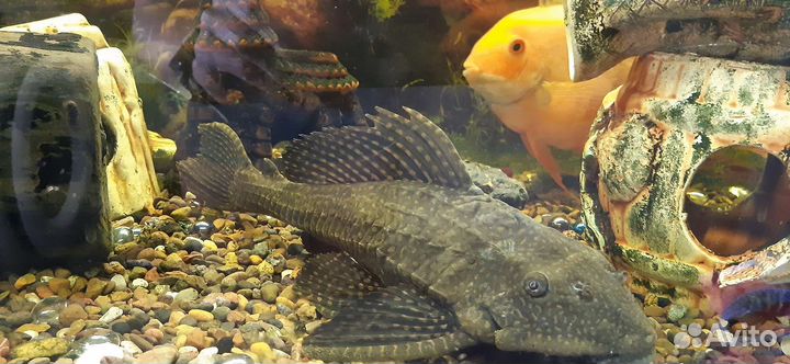 Парчевый сом