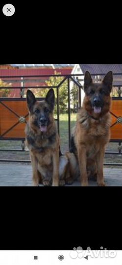 Немецкая овчарка