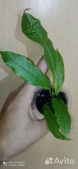 Фикусы разные