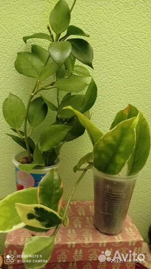 Укорененные черенки сортовых хой, сосновая кора 3л