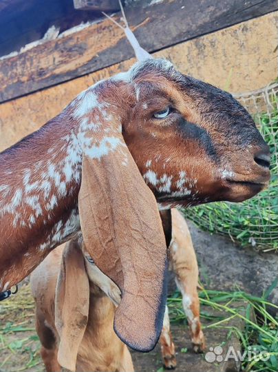 Козочки и козлик нубо-битал %(beetal)