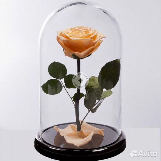 Роза в колбе. Большой выбор