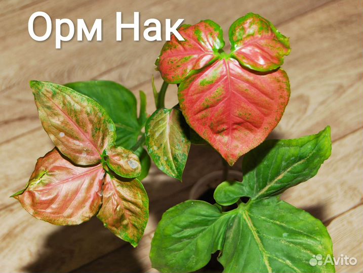 Орм Нак,Макрофиллум,Ред Спот, Венеция