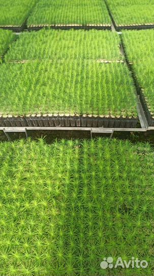 Саженцы сосны зкс от производителя