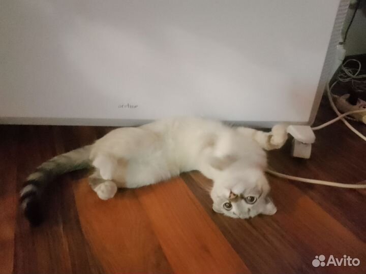 Кошки вислоухие