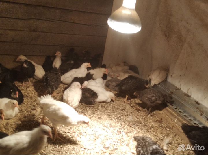 Продам двухмесячных петушков