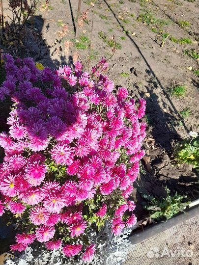 Хризантемы,дубки