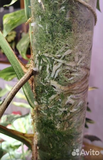 Опоры для цветов