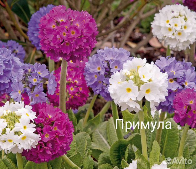 Рассада многолетних цветов