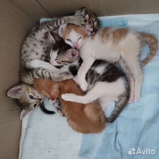 Котята в добрые руки