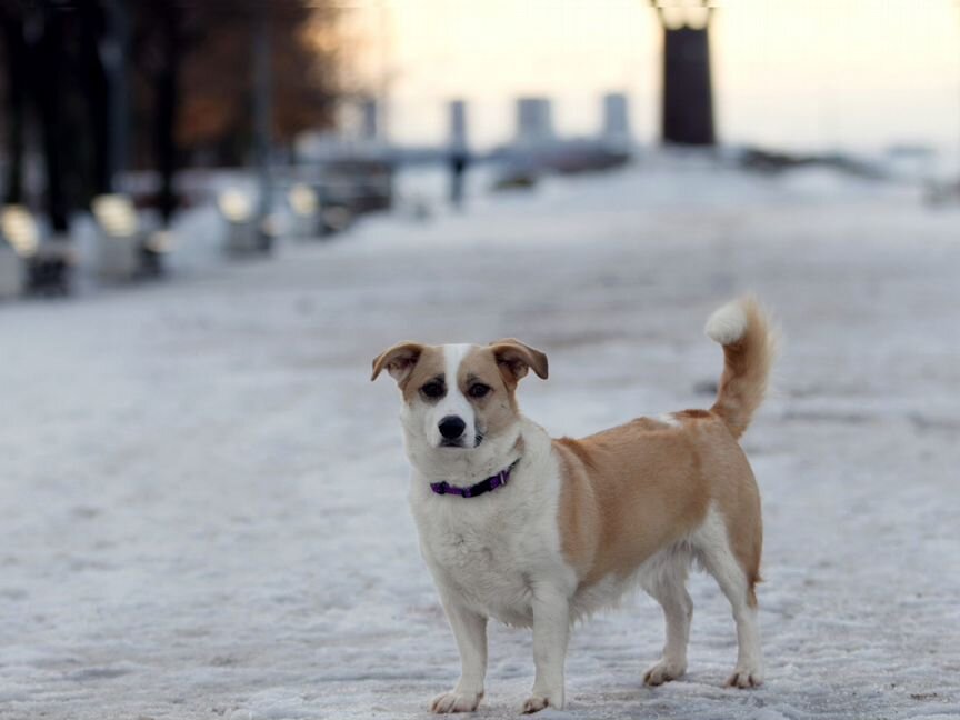 Собака девочка