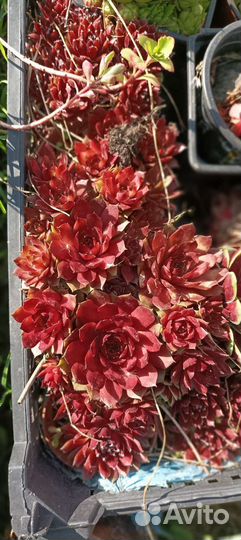 Молодило каменная роза