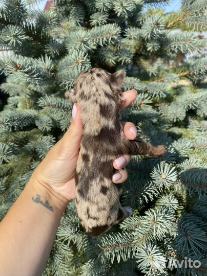 Девочка шокомерле