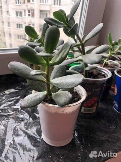 Денежное дерево толстянка