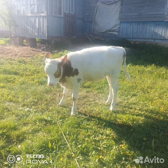 Телята и телочки