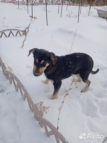 Отдам в добрые руки