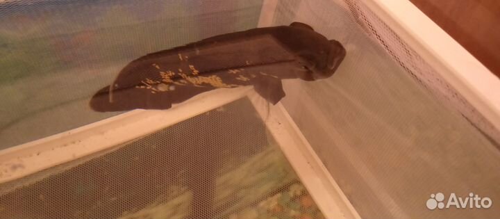 Глазчатый астронотус