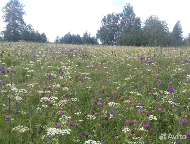 Мёд 2024 года натуральный опт