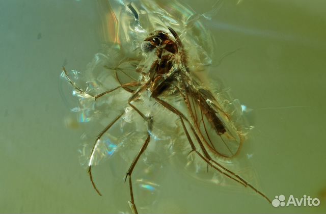 Натуральный балтийский янтарь с включением комара