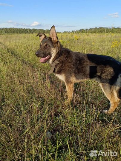 Ларс в добрые руки