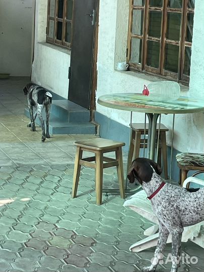 Щенок Курцхаар