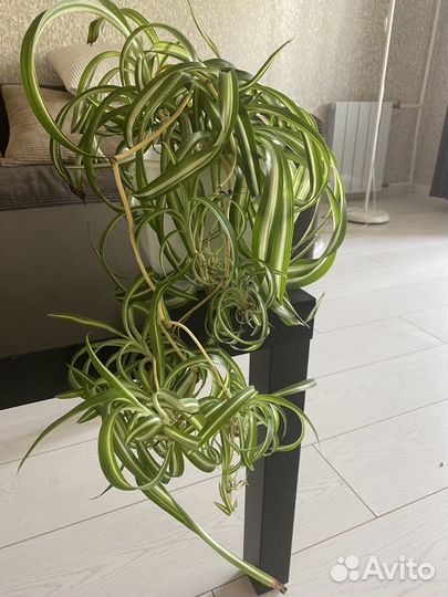 Хлорофитум кудрявый