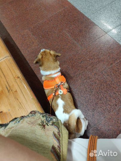 Шлейка для собак средних пород