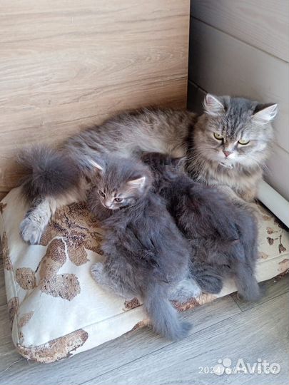 Котята сибирской кошки